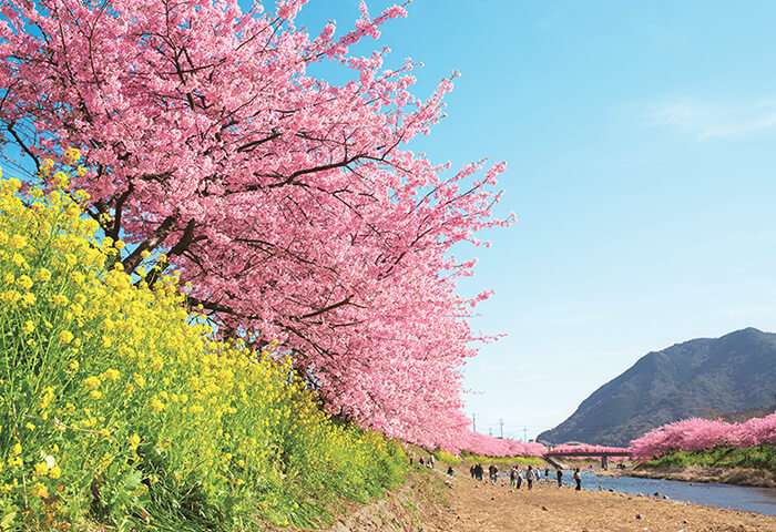 河津桜